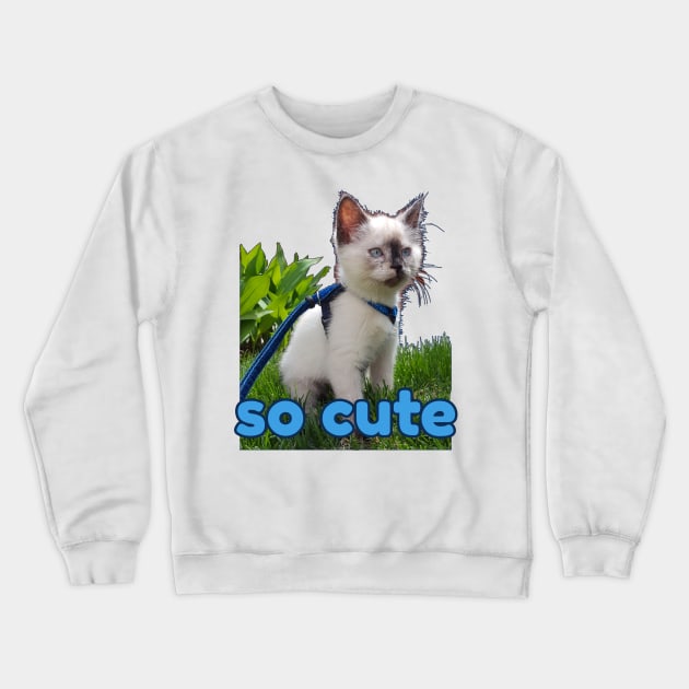 burmese little kitten, tortie Crewneck Sweatshirt by Kaczmania